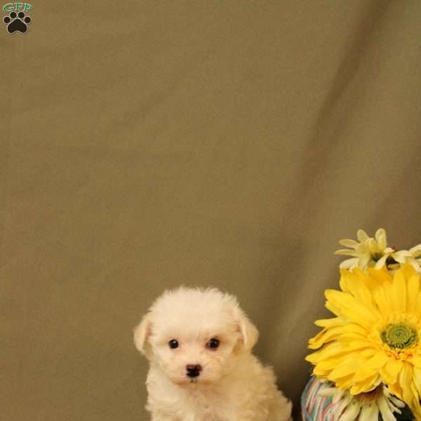 Elanor, Maltipoo Puppy